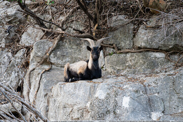 billy goat rests on the banks of the river