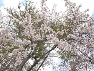 立夏の桜(サクラ)