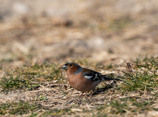 robin in the grass