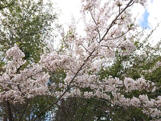 Fototapeta premium 立夏の桜(サクラ)