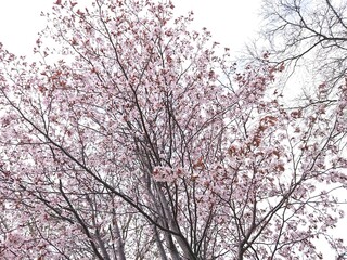 立夏の桜(サクラ)