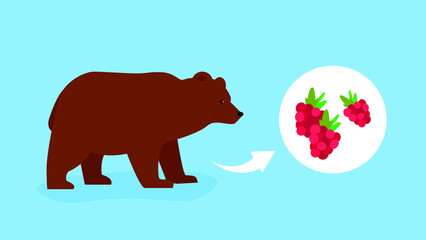 bear loves to eat raspberries