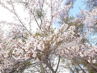 立夏の桜(サクラ)