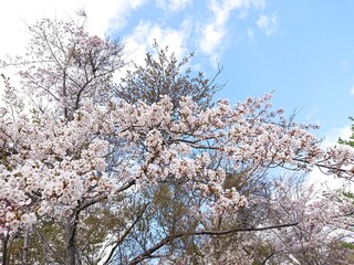 立夏の桜(サクラ)