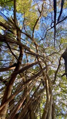 Huge rubber tree in Botanical Garden.
