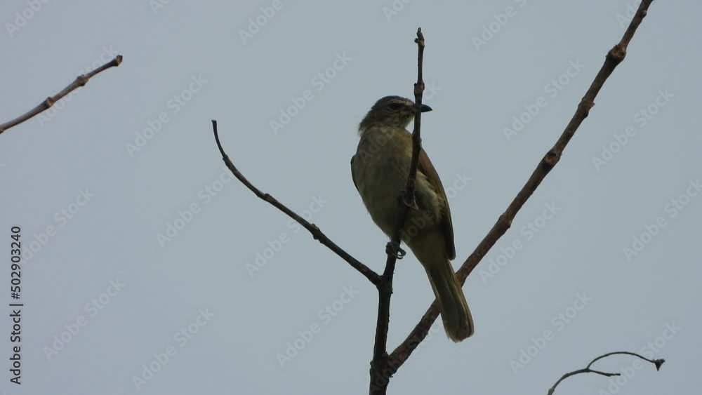 Poster white-browed bulbul in tree .