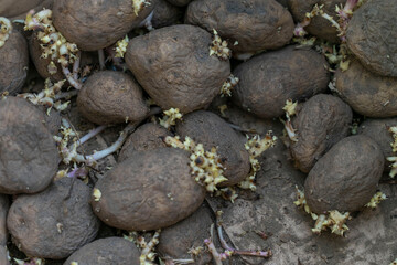 sprouted potato tubers close up, spoiled vegetables