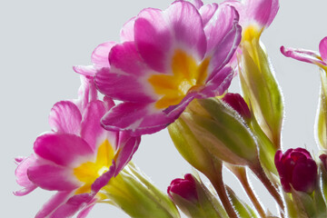 Obraz na płótnie Canvas Inflorescence of primrose flowers in close-up. The first flowers of early spring. Macrophoto. The flowers are magenta on the edge and yellow in the center.