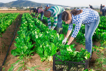 Latina and caucasian people seasonal workers harvesting green leafy vegetable on field