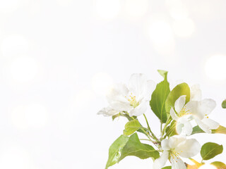 White apple tree flowers on white backdrop with bokeh lights. Copy space.