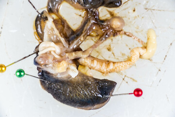 Structure of Giant African Snail in the laboratory.