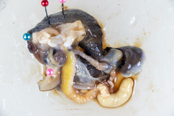 Structure of Giant African Snail in the laboratory.