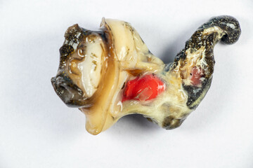 Structure of Giant African Snail in the laboratory.