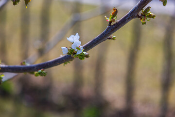 Macro view of white flower bloom on cherry tree. Sweden.
