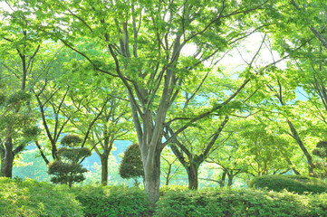Fototapeta premium 新緑の公園