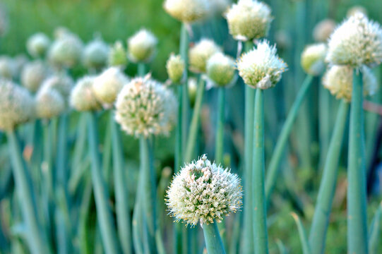 ネギ坊主 Images Browse 340 Stock Photos Vectors And Video Adobe Stock