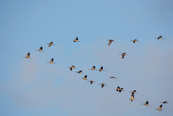 Der Kranich (Grus grus), auch Grauer Kranich oder Eurasischer Kranich