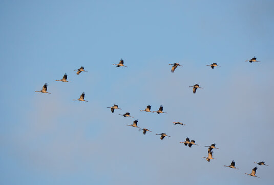 Der Kranich (Grus grus), auch Grauer Kranich oder Eurasischer Kranich