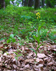 キンランとギンラン