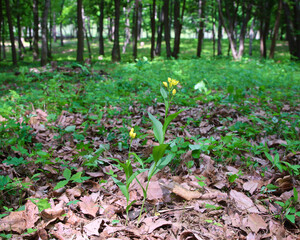 絶滅危惧種　キンラン
