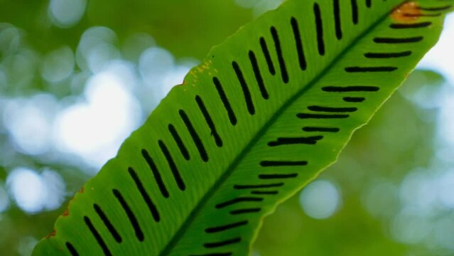 extreme close-up, detailed. bird's nest fern spores