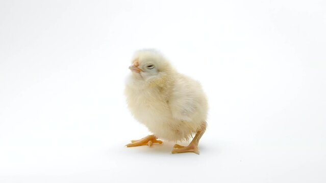Little baby newborn chicken chick on light white studio background. Concept of traditional easter bird, spring celebration. Isolated object, perfect for projects.
