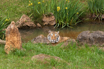 Tiger taking a bath in the water of a pond