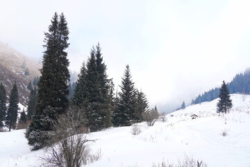 Different types of firs, pines and trees in mountainous areas, with thick fog.