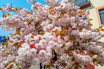 Beautiful pink and rosy decorative cherry tree blossoms. Concept Spring, renewal and happiness.