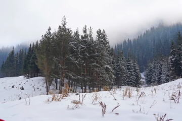 Different types of firs, pines and trees in mountainous areas, with thick fog.