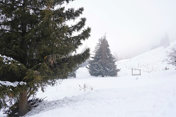 Obraz premium Different types of firs, pines and trees in mountainous areas, with thick fog.