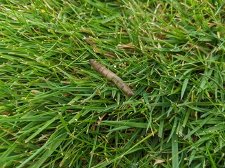 larva moving in long grass