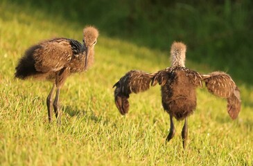 Adorable Baby Limpkin Crying Bird Chicks soft and downy