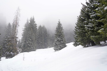 Different types of firs, pines and trees in mountainous areas, with thick fog.