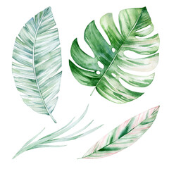 Watercolor illustration set with palm leaves and grass. Isolated on white background. Hand drawn clipart. Perfect for card, postcard, tags, invitation, printing, wrapping.
