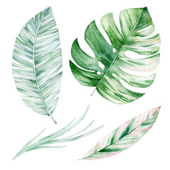 Watercolor illustration set with palm leaves and grass. Isolated on white background. Hand drawn clipart. Perfect for card, postcard, tags, invitation, printing, wrapping. © Karina Martirosova