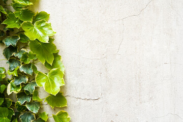 The Green Plant on wall. Background with copy space