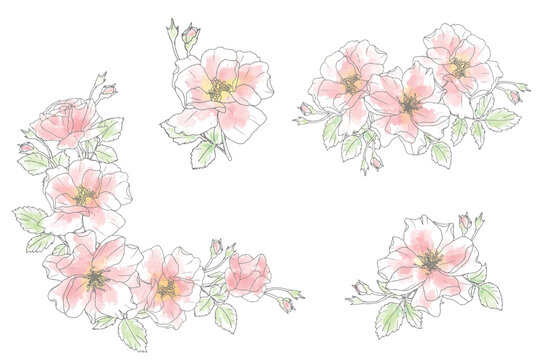 loose watercolor doodle line art rose flower bouquet elements collection