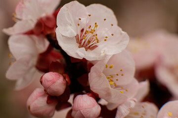 Apricot tree blossoms