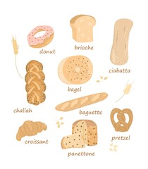 Set with bakery products. Baguette, ciabatta, pretzel, brioche.Colorful vector illustration isolated on white background. Various types of sweet pastries.