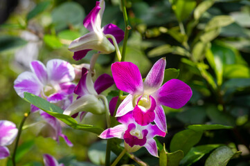 Colorful Dendrobium enobi orchid, in shallow focus