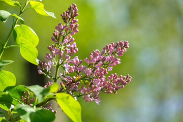 lilac branch with leaves