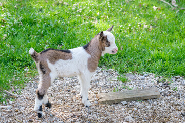 baby goat in the zoo