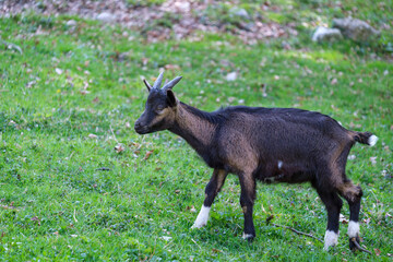 goat on the meadow