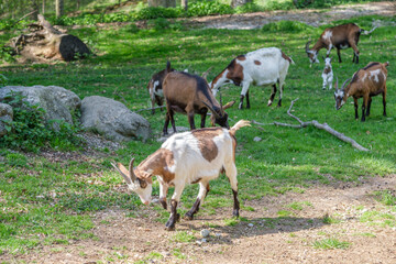 goats on the meadow
