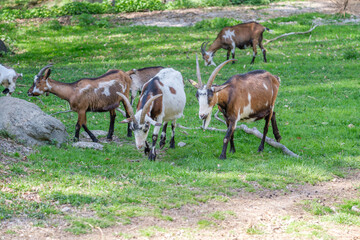 Naklejka na ściany i meble goats in the zoo