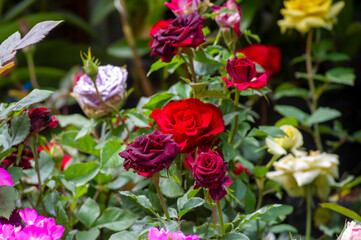 Dark red rose with colorful flower blur background, on shallow focus