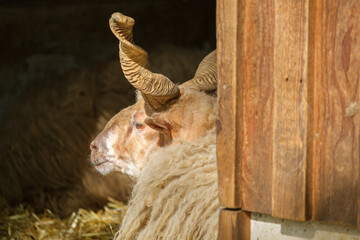 sheep in zoo