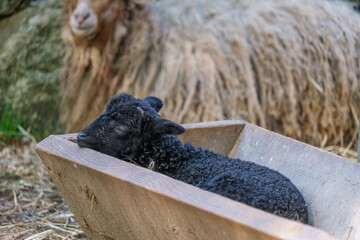 black baby goat sleeping