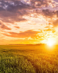 Fototapeta na wymiar Sunset or sunrise in a rye or wheat agricultural field in summer.